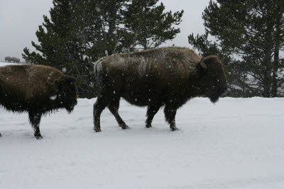 Bison on the Road in Yellowstone, NP