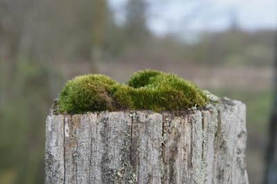 Mossy fence post