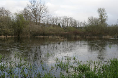 Wetlands on Farm in Montesano