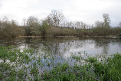 Wetlands on Farm in Montesano