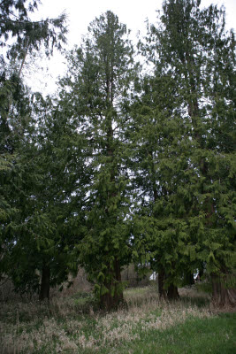 Cedars on Farm in Montesano