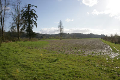 Farmland in Montesano