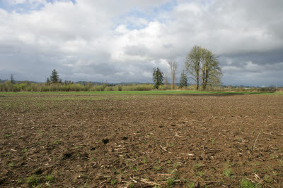 Farmland in Montesano