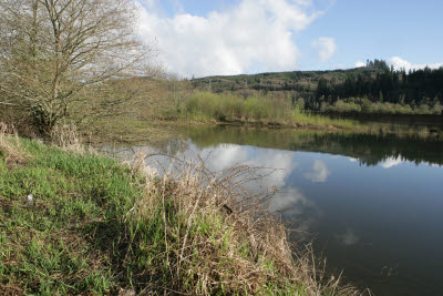 Chehalis River on Farm in Montesano