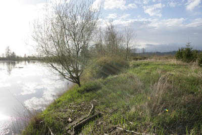 Chehalis River on Farm in Montesano