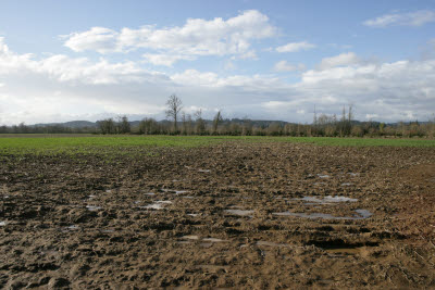 Farmland in Montesano
