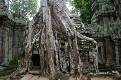Ta Prohm, Angkor, Cambodia.