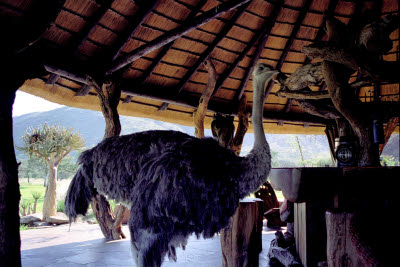 Ostrich wandering through Okapuka Ranch Lodge