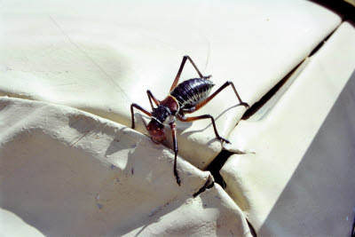 Big bug on the lodge defender