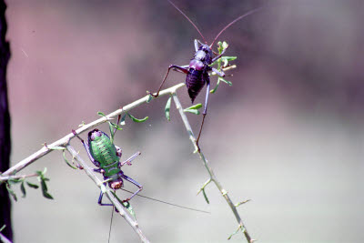 Big bugs of Namibia