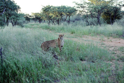 Cheetah at Harnas