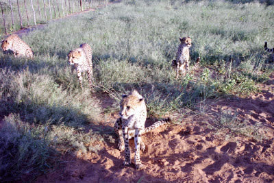Cheetahs waiting to be fed