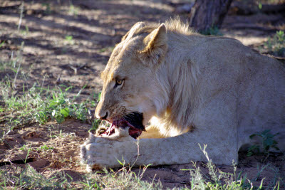 Lioness feeds at Harnas