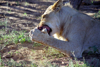 Another lioness feeding at Harnas
