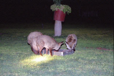 Bat-eared foxes on night-time feeding rounds