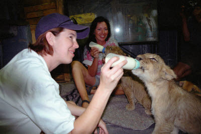 Lisa bottle feeds lion cub