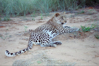 Leopard at Harnas