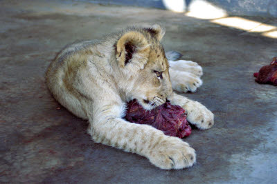Lion cub protects it's meal