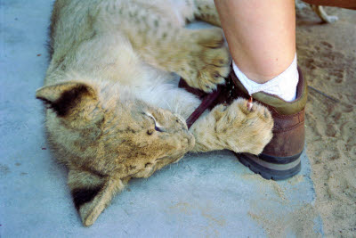 Lion cub sharpens it's claws on Lisa's boot