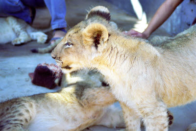 Lion cubs at Harnas