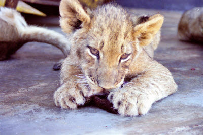 Lion cub at Harnas