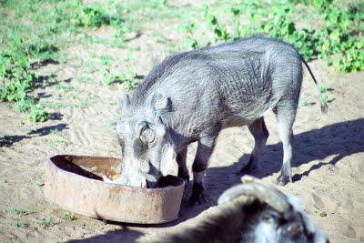 Warthog resident of Harnas