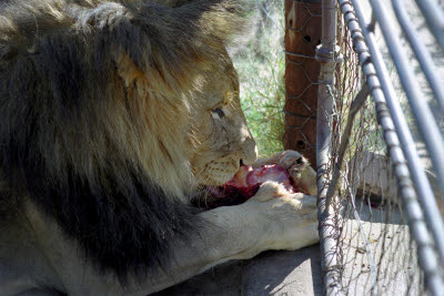Lion feeding at Harnas