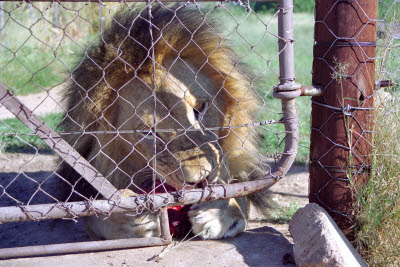 Lion feeding at Harnas