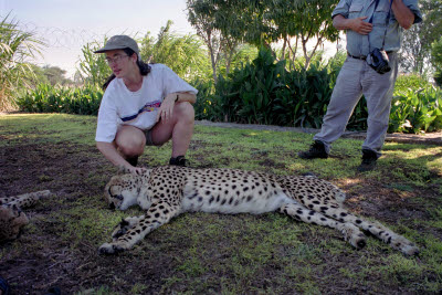Sue pets a cheetah