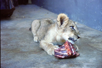 Lion cub has a snack at Harnas