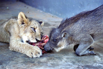 Lion cub shares a meal with a warthog