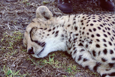 Cheetah rests in the shade at Harnas