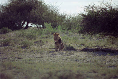 Lion stretches in Etosha