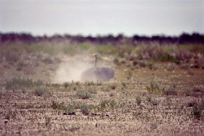 Ostrich taking a dust bath