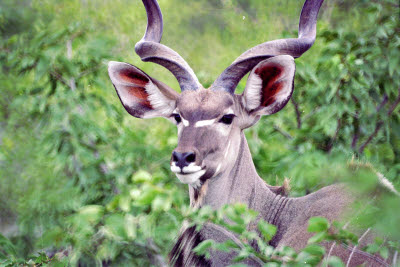 Kudu hides in the bushes