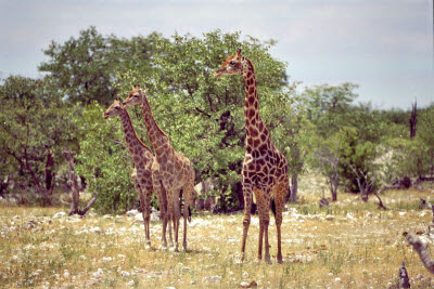 Giraffe at Etosha