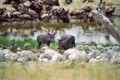 Warthog and Vultures hangout by the watering hole