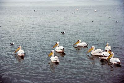 Pelicans of Walvis Bay