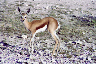 Springbok of Etosha
