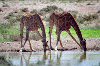 Giraffe Drink