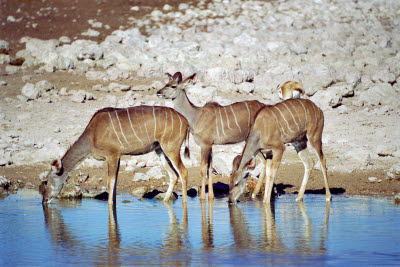 Kudu drink at Okaukuejo watering hole