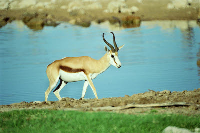 Springbok at Etosha