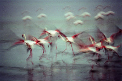 Flamingos fly across Walvis Bay, Namibia