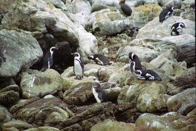 Jackass penguin colony