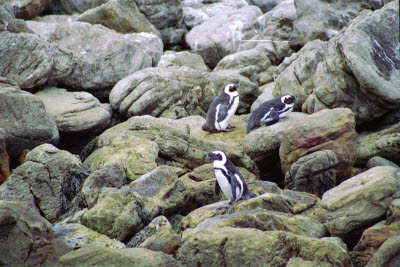 Jackass penguin colony