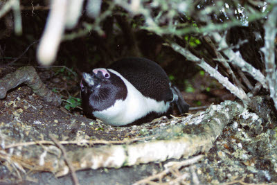 Jackass penguin nesting under a bush