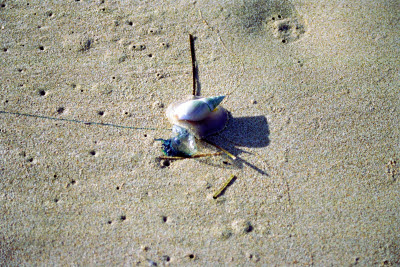 Snail eating beached Jellyfish - Plettenberg Bay, South Africa