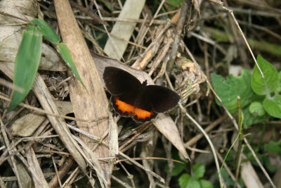 Butterfly on the Inca Trail