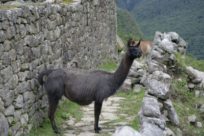 Alpaca in Machu Picchu
