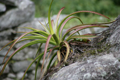 Flora on the Inca Trail